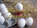 Peynirli Omlet